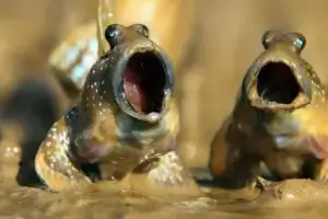 Mudskippers Singing
