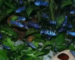 Lake Malawi Cichlid Aquarium