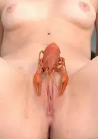 Lobster in Pussy Porn